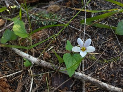 Viola ocellata, photographed by Drew Meyer