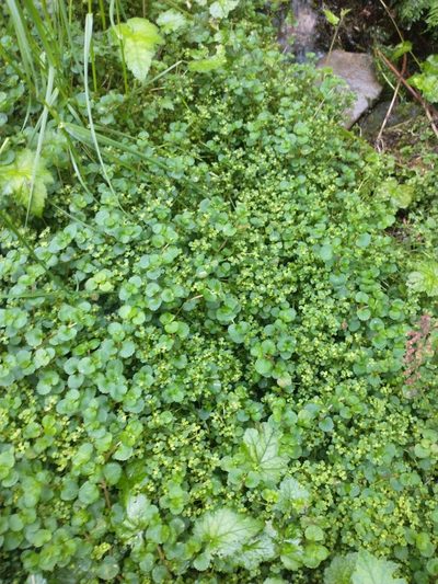 Chrysosplenium glechomifolium, photographed by Drew Meyer