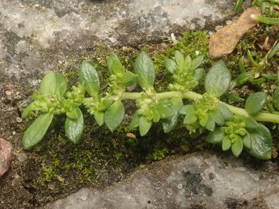 Herniaria glabra, photographed by Alexis Tinker-Tsavalas