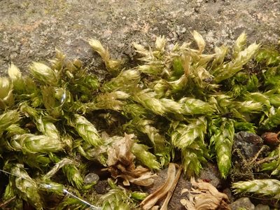 Brachythecium rutabulum, photographed by Alexis Tinker-Tsavalas
