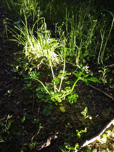 Cardamine breweri, photographed by Drew Meyer