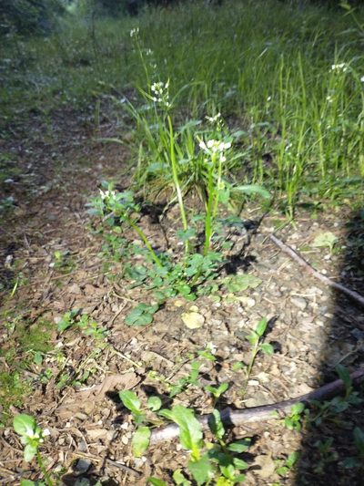 Cardamine breweri, photographed by Drew Meyer