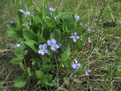 Viola canina, photographed by Эльмира