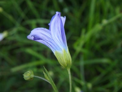 Linum alpinum, photographed by Daniel Cahen