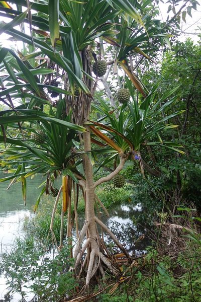 Pandanus dubius, photographed by Dominik Maximilián Ramík