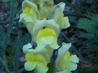 Antirrhinum latifolium, photographed by Daniel Cahen