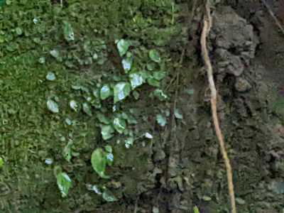 Begonia ravenii, photographed by Chen Jia Hong
