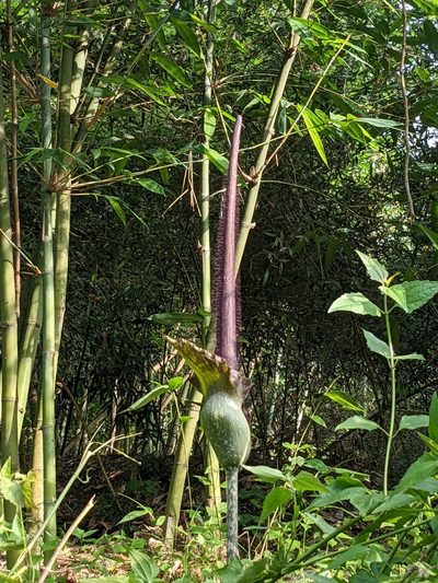 Amorphophallus hirtus, photographed by Chen Jia Hong