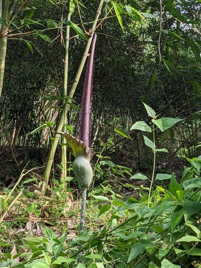 Amorphophallus hirtus, photographed by Chen Jia Hong