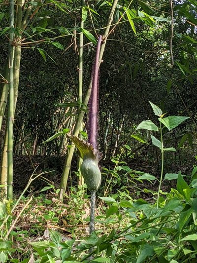 Amorphophallus hirtus, photographed by Chen Jia Hong