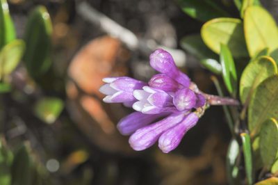 Palicourea concinna, photographed by Morten Ross