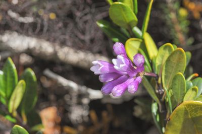 Palicourea concinna, photographed by Morten Ross