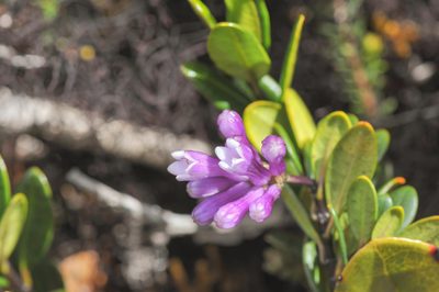 Palicourea concinna, photographed by Morten Ross