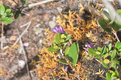 Palicourea concinna, photographed by Morten Ross