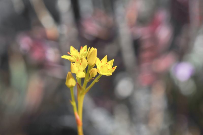 Nietneria corymbosa, photographed by Morten Ross