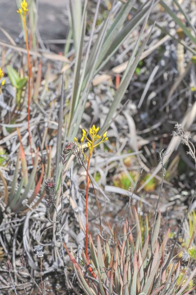 Nietneria corymbosa, photographed by Morten Ross