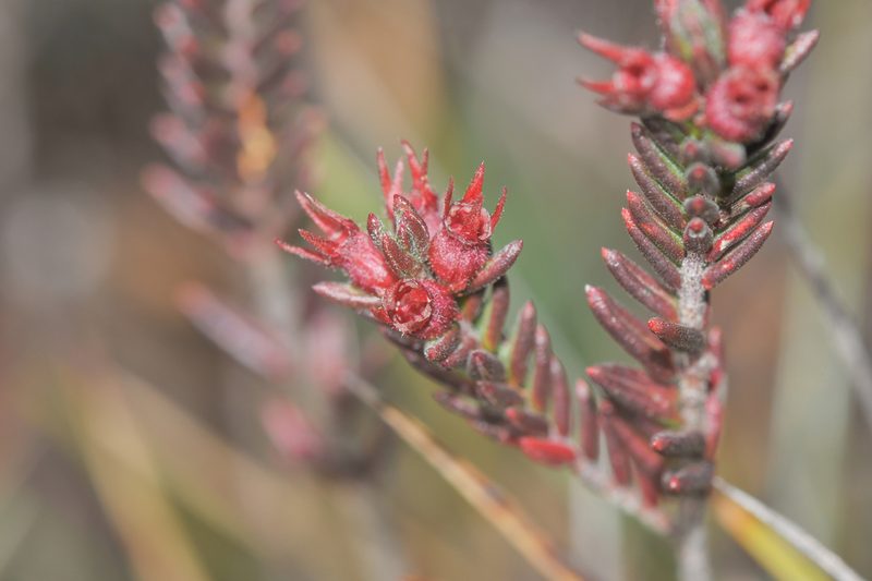 Marcetia taxifolia, photographed by Morten Ross