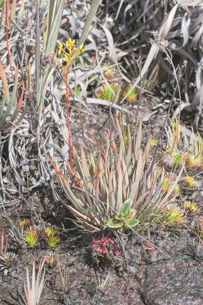 Nietneria corymbosa, photographed by Morten Ross