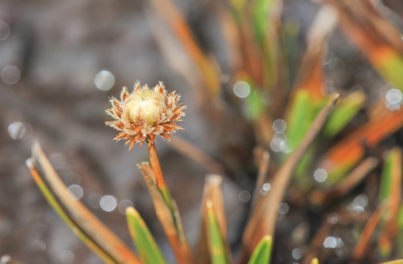 Rondonanthus roraimae, photographed by Morten Ross