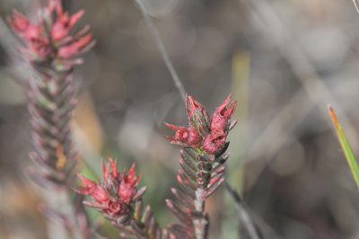 Marcetia taxifolia, photographed by Morten Ross