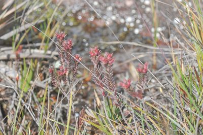 Marcetia taxifolia, photographed by Morten Ross