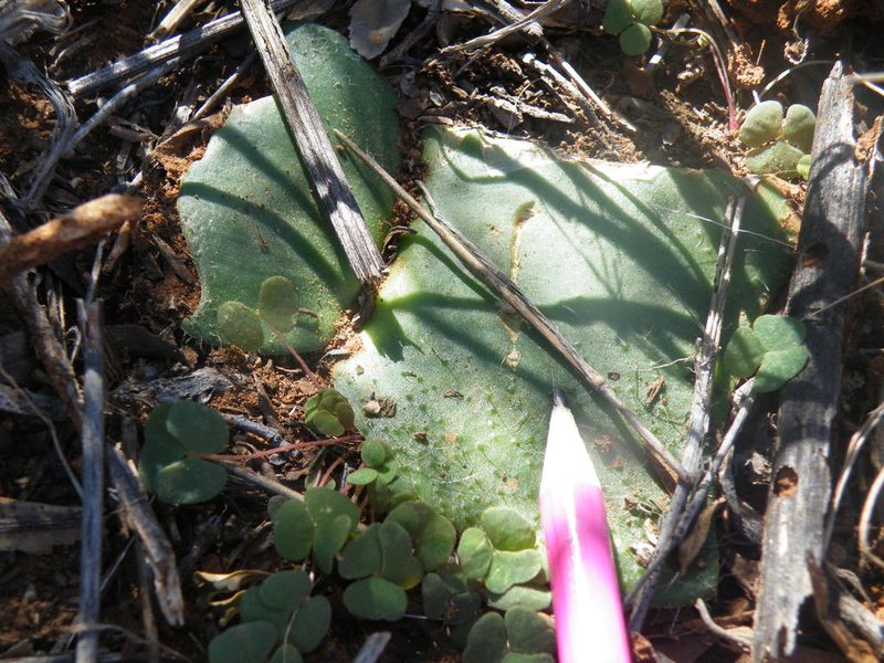 Haemanthus humilis, photographed by Antoinette Eyssell Knox