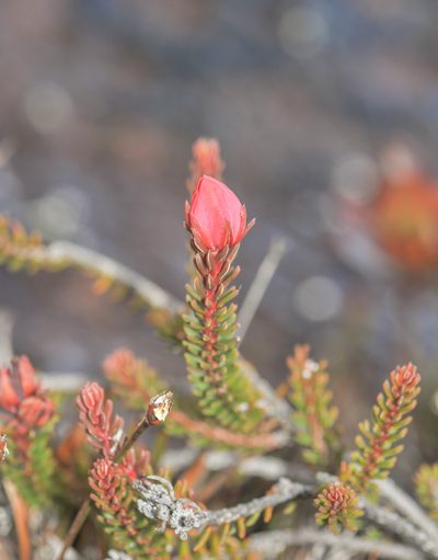Ledothamnus sessiliflorus, photographed by Morten Ross