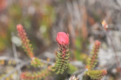 Ledothamnus sessiliflorus, photographed by Morten Ross