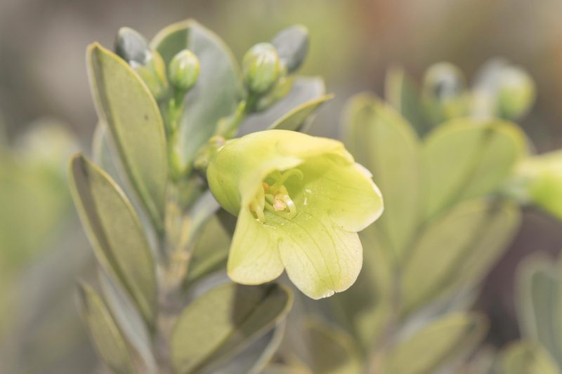 Rogersonanthus quelchii, photographed by Morten Ross
