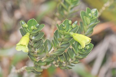 Rogersonanthus quelchii, photographed by Morten Ross