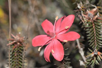 Ledothamnus sessiliflorus, photographed by Morten Ross