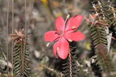 Ledothamnus sessiliflorus, photographed by Morten Ross