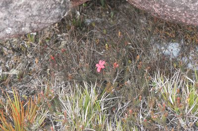 Ledothamnus sessiliflorus, photographed by Morten Ross