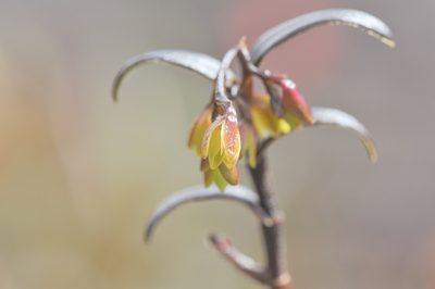 Epidendrum imthurnii, photographed by Morten Ross
