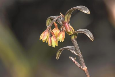 Epidendrum imthurnii, photographed by Morten Ross