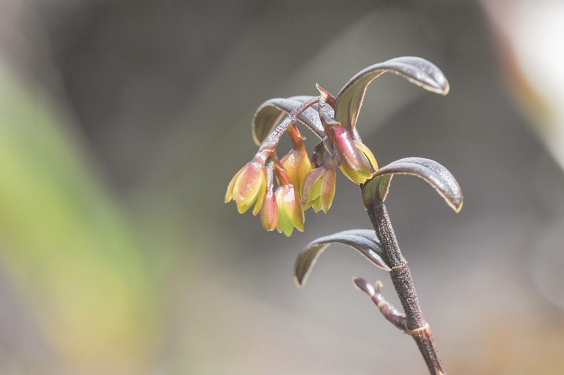 Epidendrum imthurnii, photographed by Morten Ross