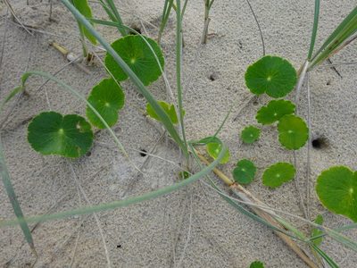 Hydrocotyle bonariensis, photographed by Gary Williams