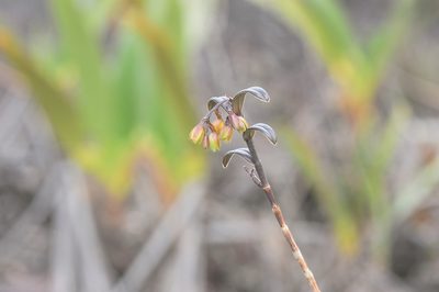 Epidendrum imthurnii, photographed by Morten Ross