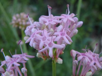 Valeriana nevadensis, photographed by Daniel Cahen
