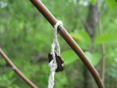 Amelanchier arborea