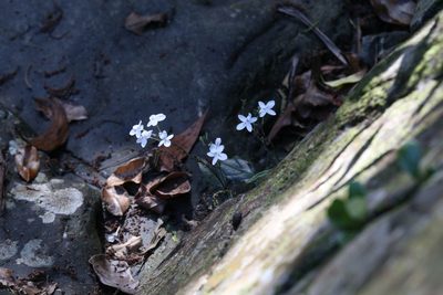 Pseuderanthemum variabile, photographed by Hugo Innes