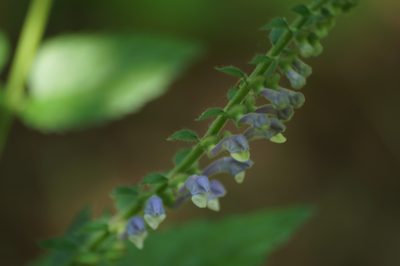 Scutellaria altissima, photographed by Sergey Cherkasov