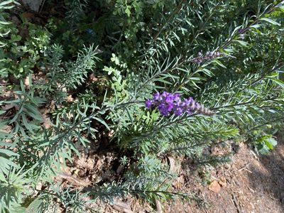 Linaria purpurea, photographed by Nick Blewden