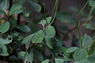 Peperomia leptostachya, photographed by Hugo Innes