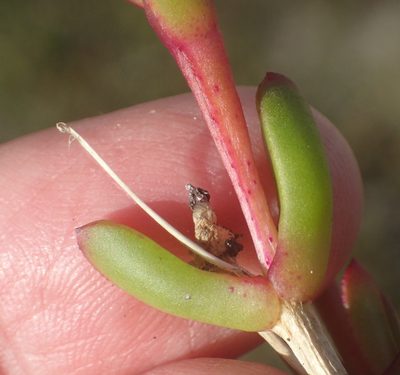 Delosperma virens, photographed by Nicola van Berkel