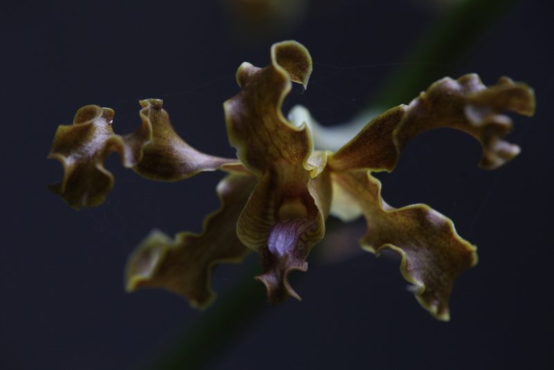 Dendrobium discolor, photographed by Hugo Innes