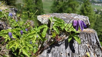 Clematis alpina, photographed by Philipp