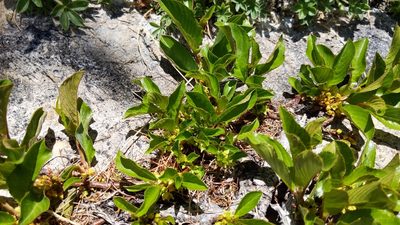 Rhamnus pumila, photographed by Philipp