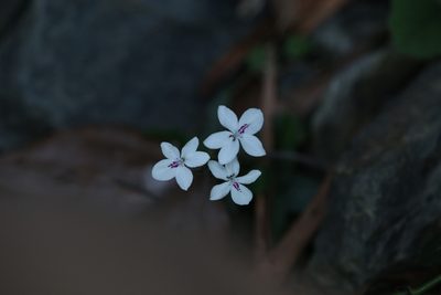 Pseuderanthemum variabile, photographed by Hugo Innes