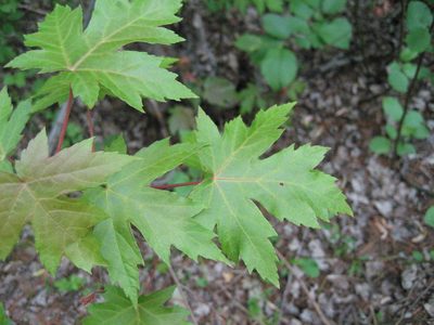 Acer saccharinum, photographed by rboles